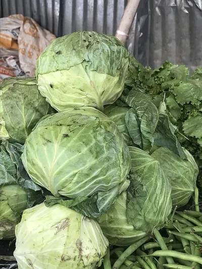 Fresh Cabbages