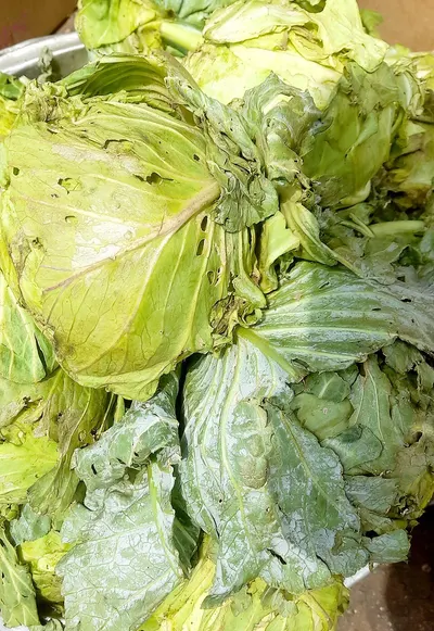 Organic Chinese Cabbage Naturaly Preserved by Biotifood sas