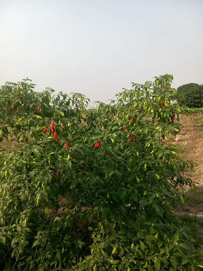 Vine Tomatoes