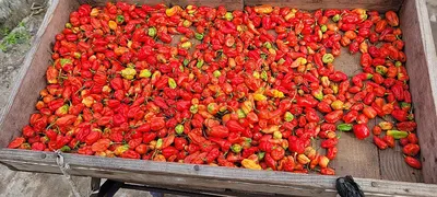 Red Dried Chilli