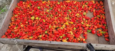 Scotch Bonnet