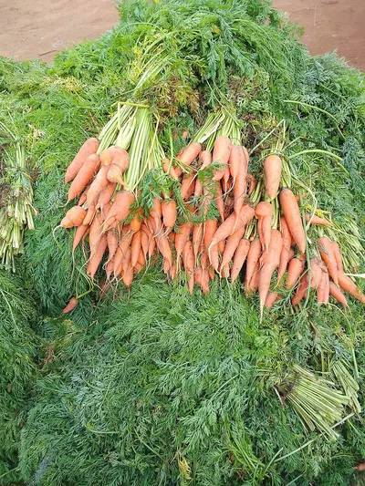 Carrot