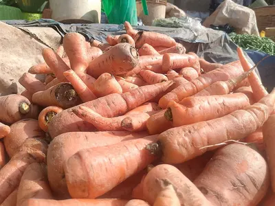 Sweet Potato