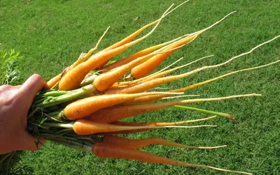 Carrot