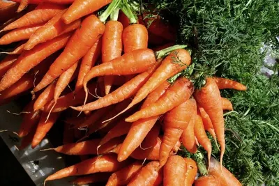 Carrot