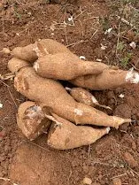 Cassava