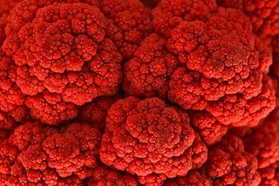 Acid Red 37