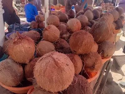 The coco