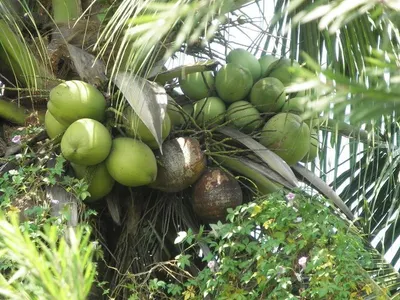 Fresh Coconut