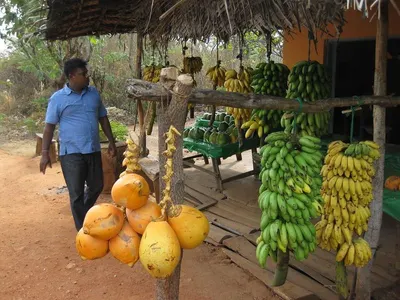 Fresh Young Coconut
