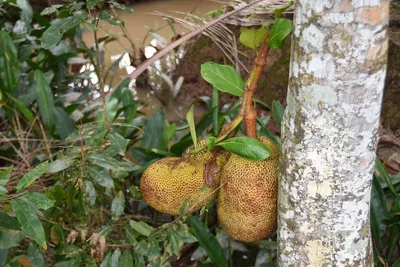 Jack Fruit