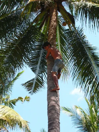 Palm Stick