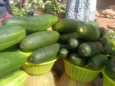 Cucumber