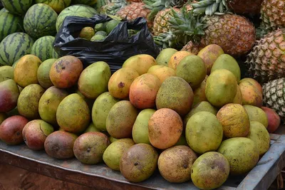Jamaican Breadfruits