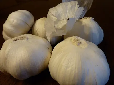 Garlic