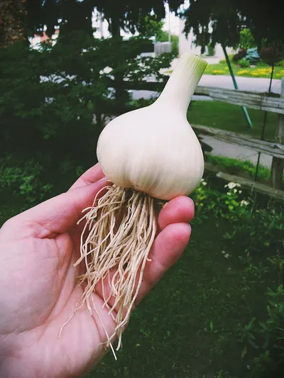 Onion