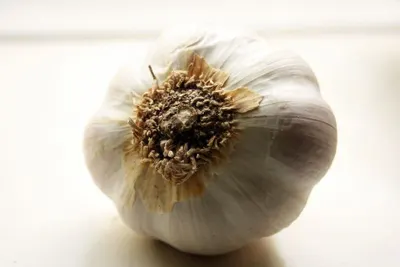 Garlic