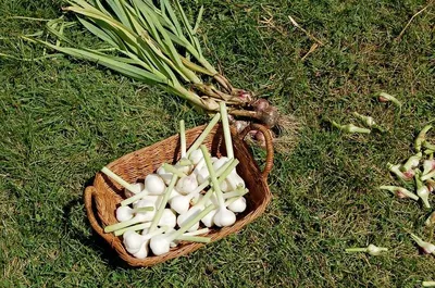 Garlic by Qingdao Haofeng Morden Agriculture Development Co., Ltd.