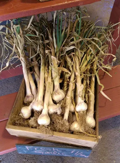 Garlic