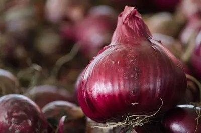 Rose onion
