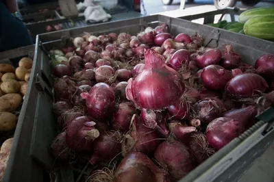 Fresh Onion