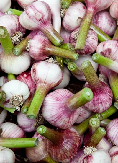 Garlic