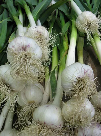 Garlic by We Care Consultancies