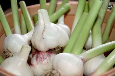 Garlic