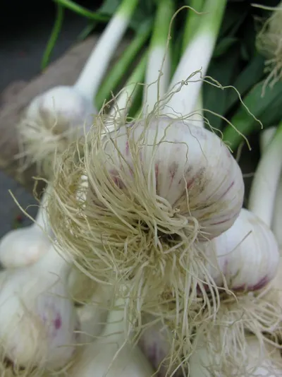 Onion