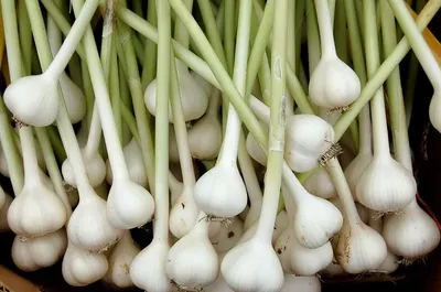 Organic garlic
