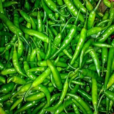 Green Capsicum by Cosmos Green