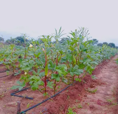Cultivated Centauea Cyanus