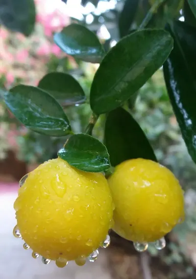 Oil Clear Lemon Foaming Face Wash by Deccan Five