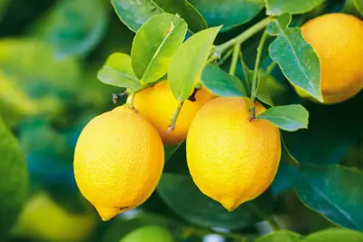 Calamansi extract