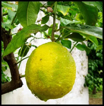 Fresh Lemon Of Adalia