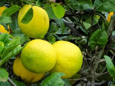 Bergamot Essential Oil