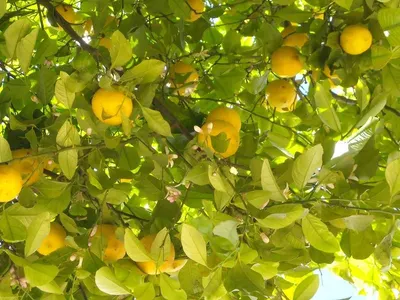 Lemon by Urh Enterprises
