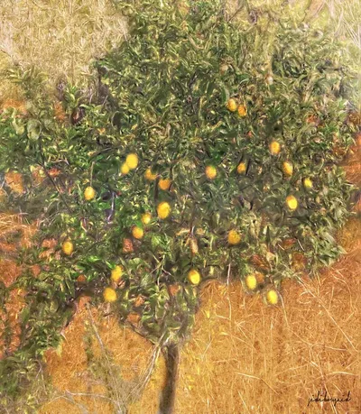 Seedless Lime