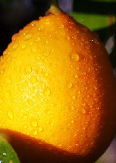 Lemon