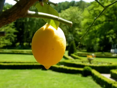 Fresh Lemon