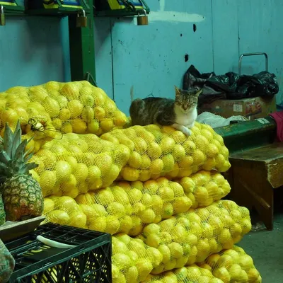 Monkey And Fruit