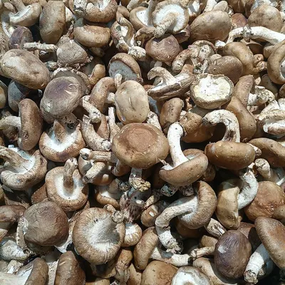 Oyster Mushroom