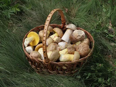 Porcini Mushrooms by Invia Ltd.