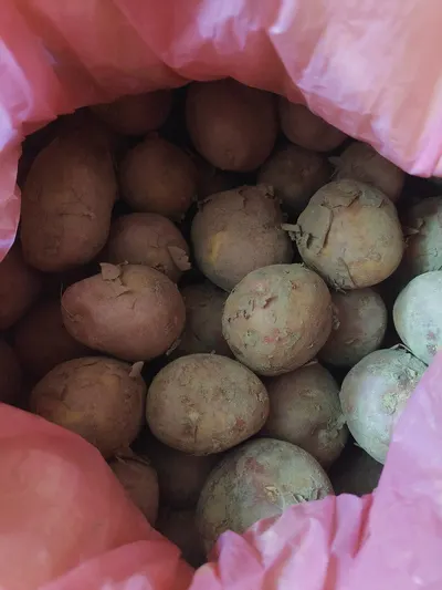 Potato Growbag