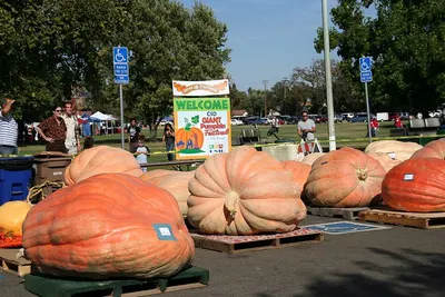 Inflatable pumpkin