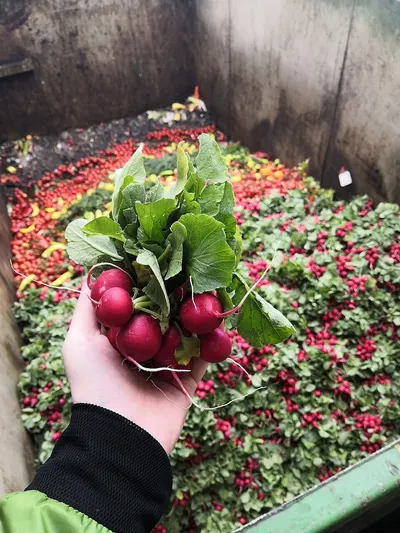 Leaf Vegetable Vacuum Cooler Cooling Machine