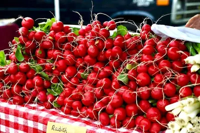 Radish - Image 3