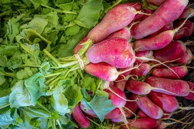 Radish by R S Enterprise