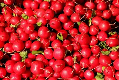 Rosehip