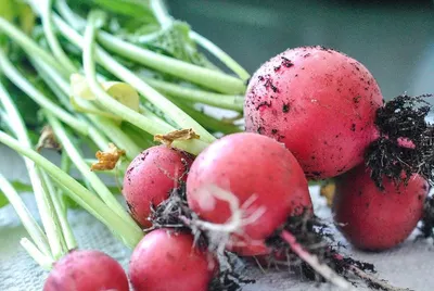 Beetroot Natural Food Colors by Panache International